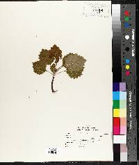 Populus grandidentata image