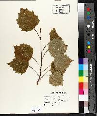 Populus grandidentata image