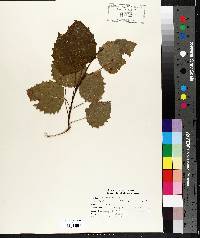 Populus grandidentata image