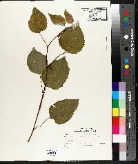 Populus grandidentata image