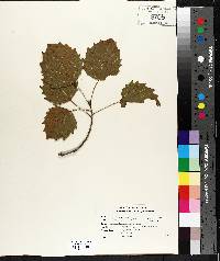 Populus grandidentata image