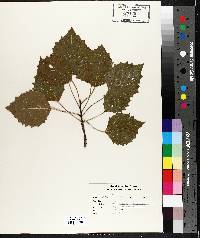 Populus grandidentata image