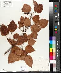 Populus grandidentata image