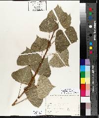 Populus nigra image