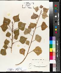 Populus nigra image