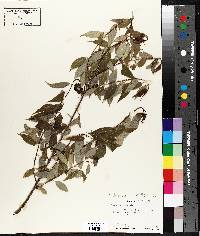 Salix amygdaloides image