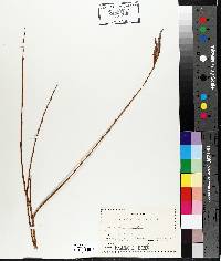 Salix babylonica image