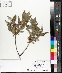 Salix cordata image