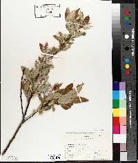 Salix lucida image