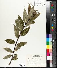 Salix lucida image