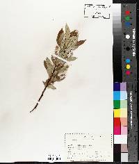 Salix lucida image