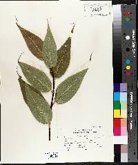 Salix lucida image