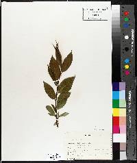 Salix lucida image