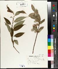 Salix lucida image