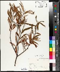 Salix petiolaris image