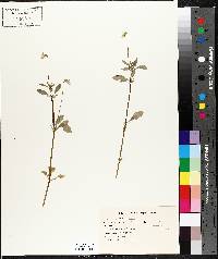 Viola arvensis image