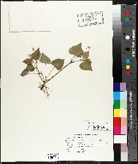 Viola pubescens var. eriocarpa image