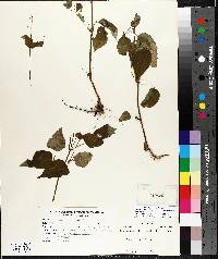 Circaea canadensis image