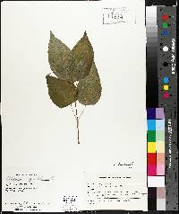 Circaea canadensis image