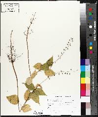 Circaea canadensis image