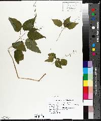 Circaea canadensis image