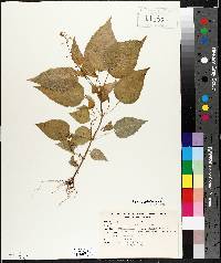 Circaea canadensis image