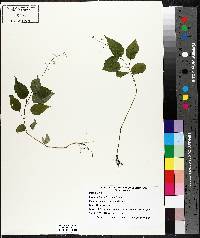 Circaea canadensis image