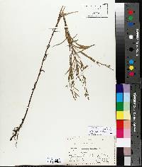 Epilobium leptophyllum image