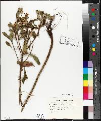 Oenothera parviflora image