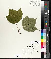 Acer pensylvanicum image