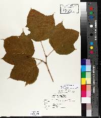 Acer pensylvanicum image