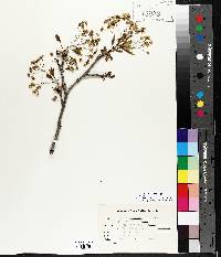 Acer platanoides image