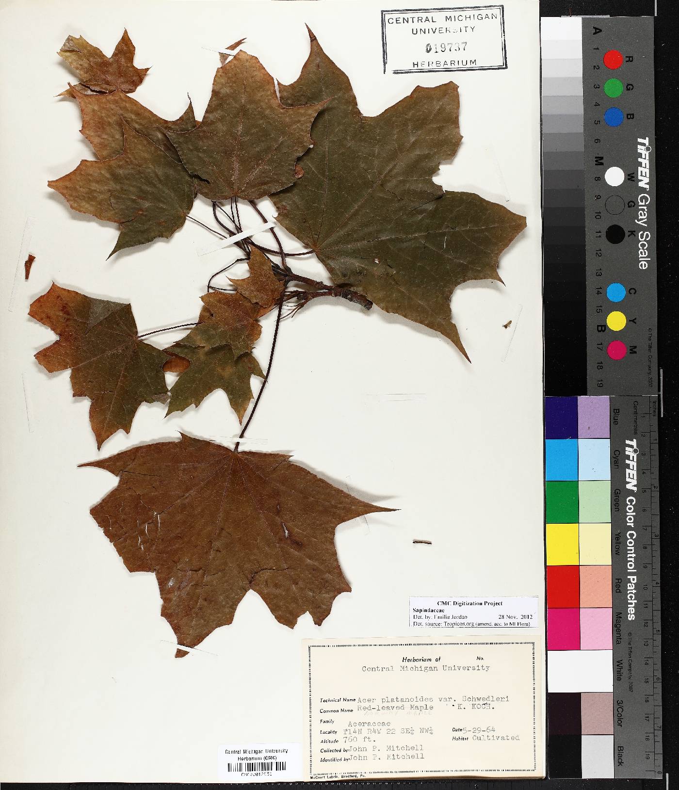 Acer platanoides var. schwedleri image