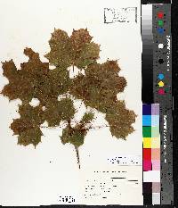 Acer platanoides image