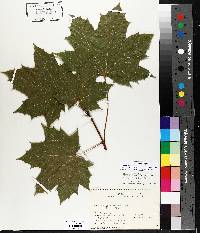 Acer platanoides image