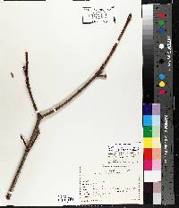 Acer platanoides image