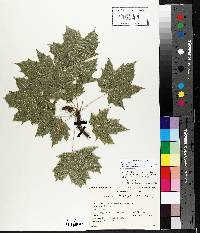 Acer platanoides image