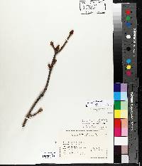 Acer platanoides image