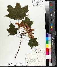 Acer platanoides image