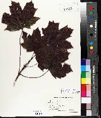 Acer platanoides image