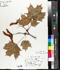 Acer platanoides image