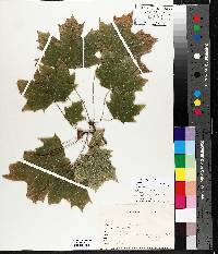 Acer platanoides image