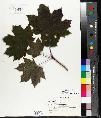 Acer platanoides image