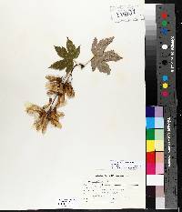 Acer pseudoplatanus image