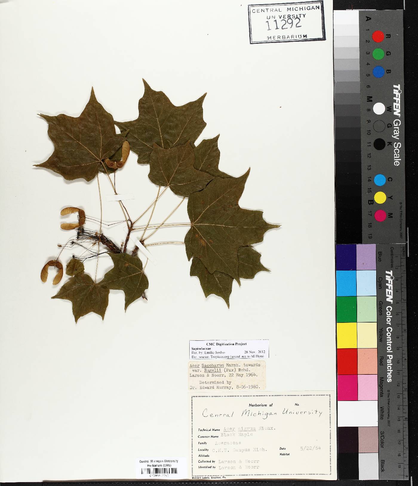 Acer saccharum var. rugellii image
