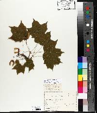 Acer saccharum var. rugellii image