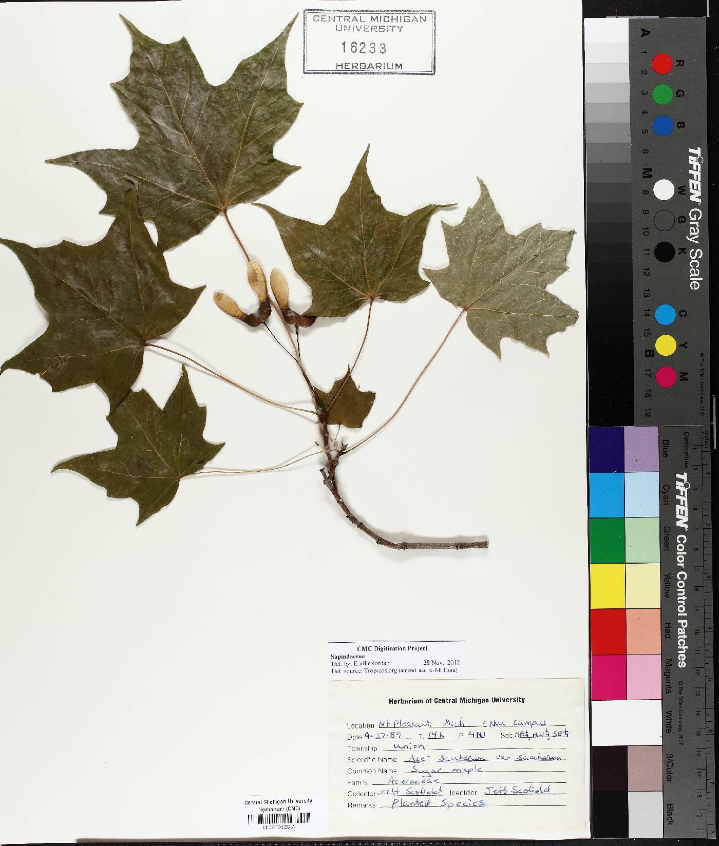 Acer saccharum var. saccharum image