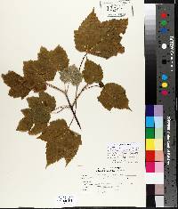 Acer spicatum image