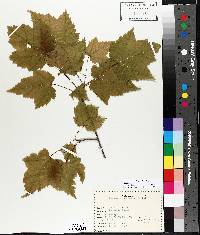 Acer spicatum image