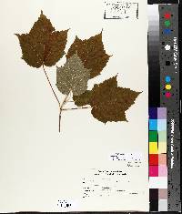 Acer spicatum image